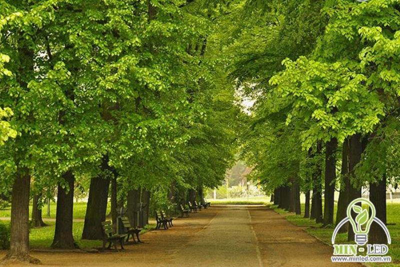 Đại Lâm Mộc hợp màu gì khi trang trí nội thất phòng ngủ?